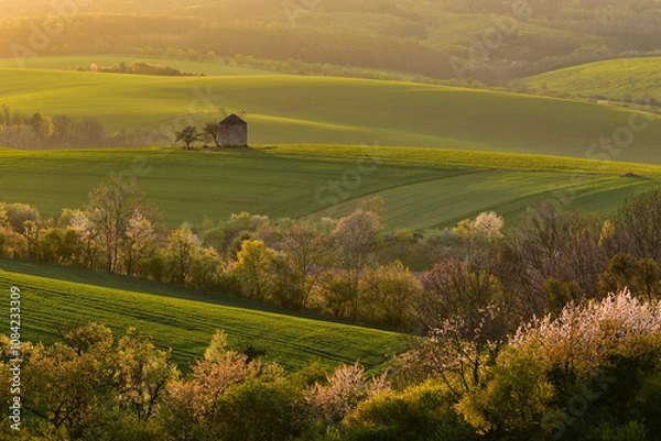 Fototapeta Windmill Kunkovice in the center of lush green spring fields and blooming trees, surrounded by vibrant light of sunset, essence of rural tranquility and the beauty of nature, light and shadows