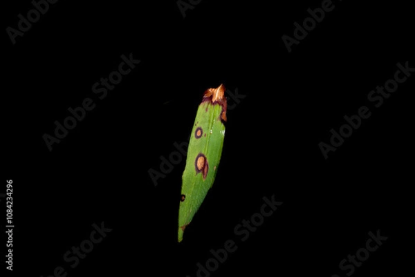 Fototapeta Exotic dry grass texture, green and red rocket