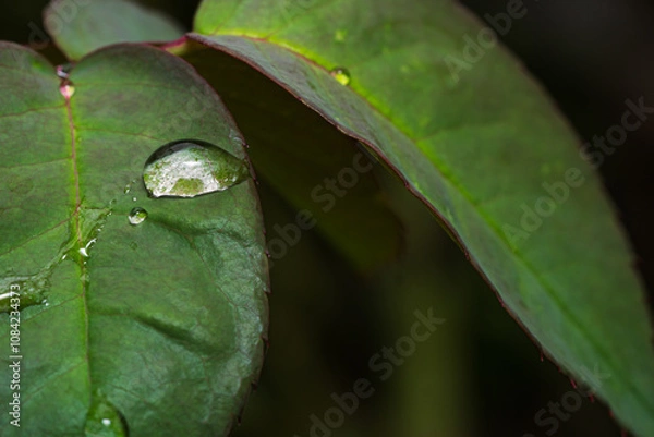 Fototapeta Dew on red rose leaves, dew on leaf
