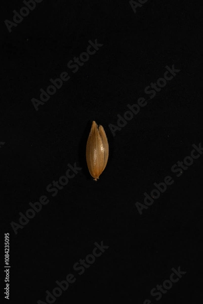 Fototapeta Details and texture of canarygrass Phalaris canariensis L. , Bird's favorite food, light bulb in the dark
