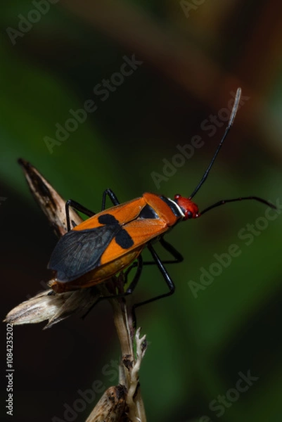Fototapeta the bug, bug on a leaf