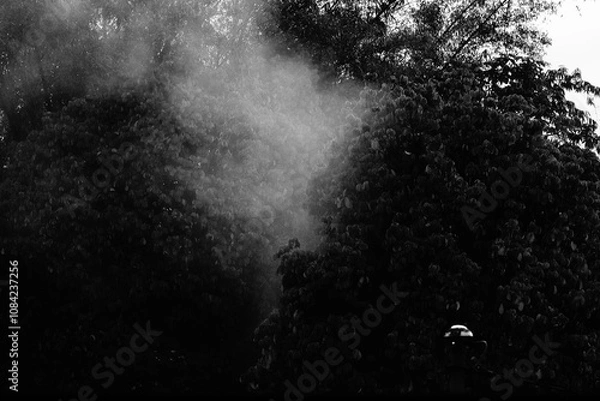 Fototapeta Fern leaves that are ported using monochrome technique, black and white