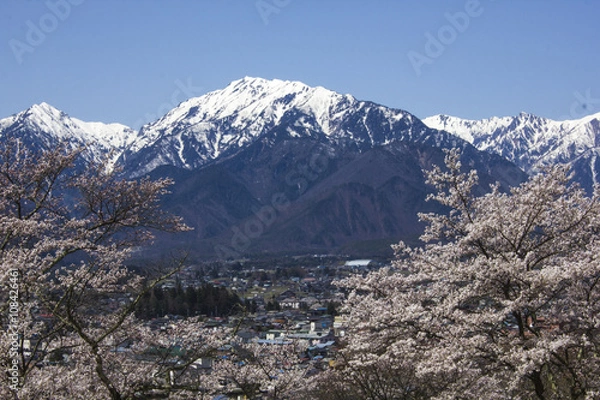 Fototapeta 残雪の北アルプスと桜