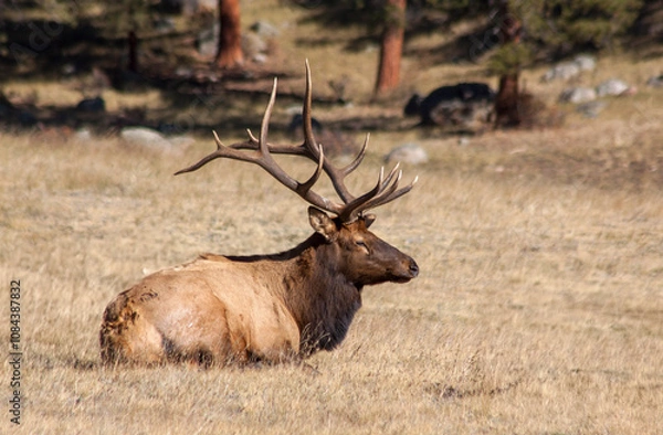 Fototapeta Bull Elk During the Rut in Autumn in Colorado