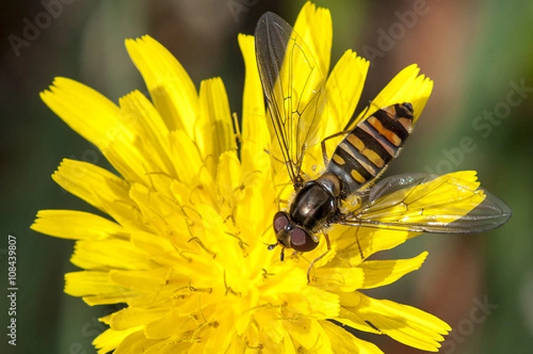 Obraz Syrphe et fleurs