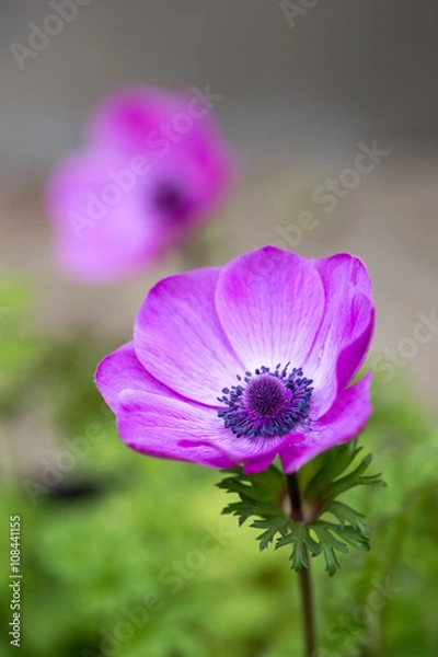 Fototapeta アネモネの花