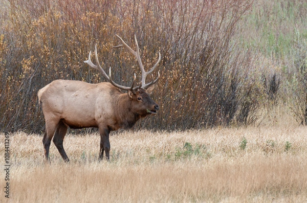 Fototapeta Bull Elk During the Rut in Yellowstone National Park Wyoming in Autumn