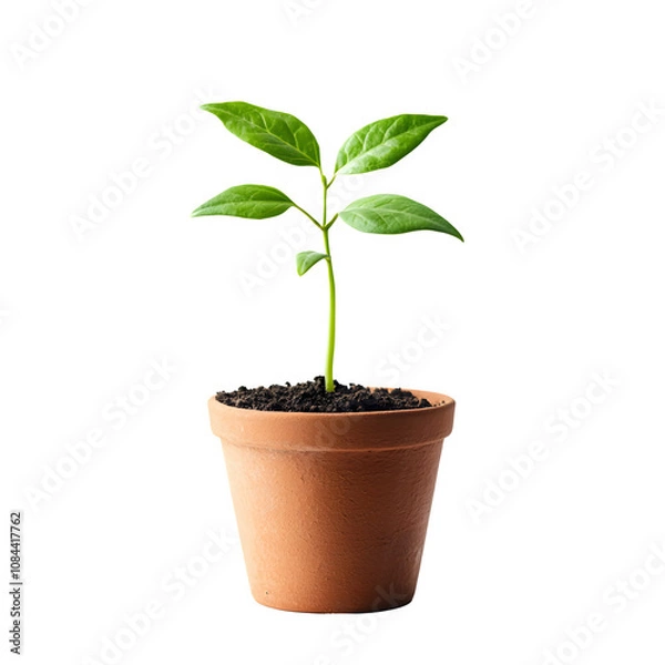 Fototapeta Isolated small plant with green leaves in a terracotta pot against a transparent background