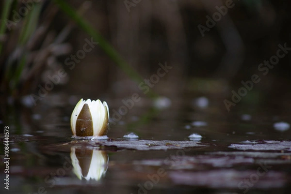 Obraz Nymphéa tétragonal