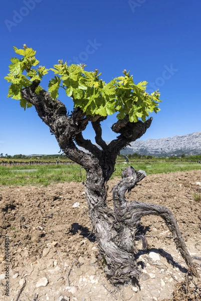 Fototapeta Pied de vigne
