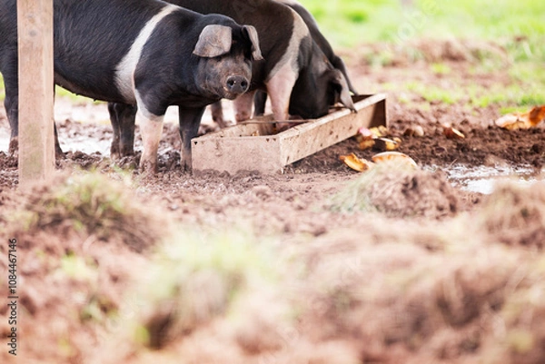 Obraz Pigs eating at a pig trough with mud and grass
