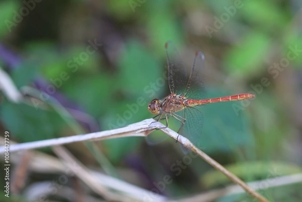 Obraz Libellule rouge