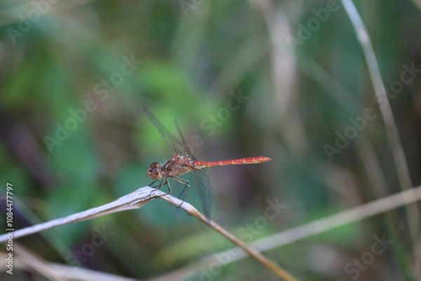 Obraz Libellule rouge