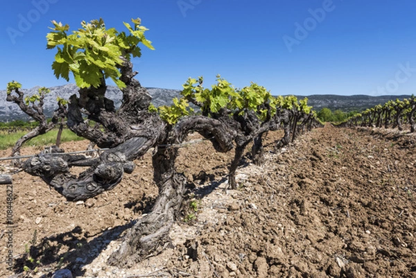 Fototapeta Pieds de vigne