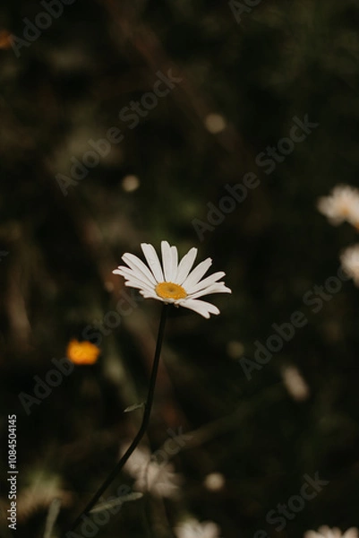 Obraz white daisy flower
