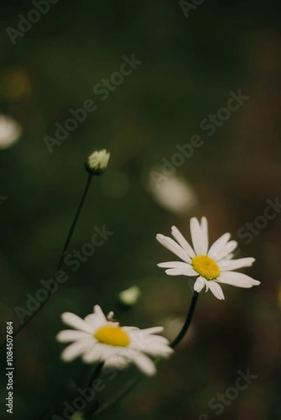 Obraz white daisy flower