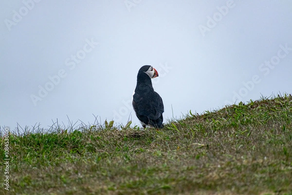 Fototapeta A zoomed-in photo of a puffin on the Bonavista Peninsula at the Elliston Puffin Viewing Point captures this charming seabird amidst the rugged coastal beauty of the region.