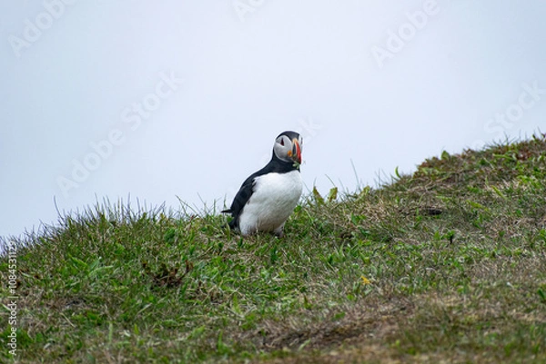 Fototapeta A puffin with vegetation in its mouth at the Bonavista Peninsula’s Elliston Puffin Viewing Point, showcasing its foraging behavior amid the scenic coastal landscape.