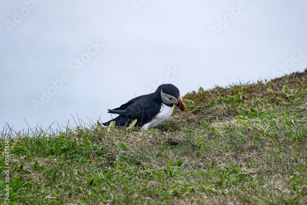 Fototapeta A puffin looking down at its surroundings from the rugged cliffs of the Bonavista Peninsula, captured in its natural coastal habitat at the Elliston Puffin Viewing Point.