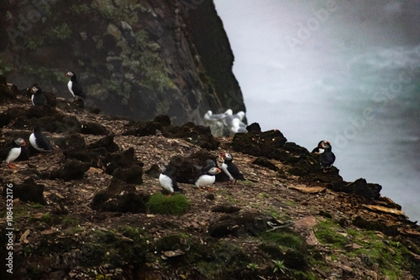 Fototapeta A puffin colony at the Elliston Puffin Viewing Point on the Bonavista Peninsula, with numerous puffins gathered in their coastal habitat, creating a lively and scenic display of wildlife.
