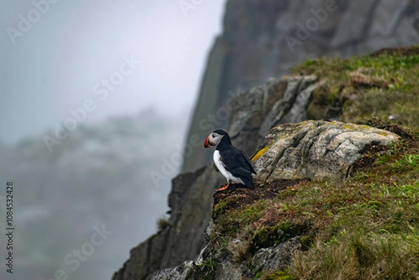 Fototapeta A puffin standing on the edge of a cliff at the Elliston Puffin Viewing Point on the Bonavista Peninsula, overlooking the rugged coastline and ocean below.