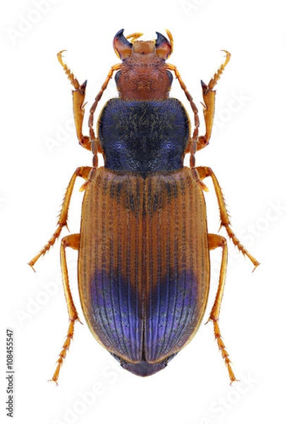Obraz Beetle Diachromus germanus