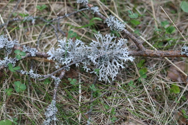 Fototapeta Reindeer moss in the forest.