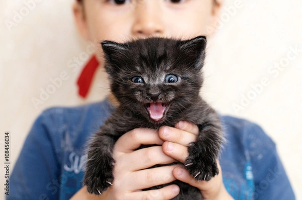 Obraz Mewing black kitten in boy hands