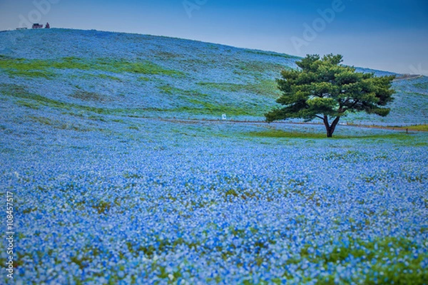 Fototapeta Mountain, Tree and Nemophila at Hitachi Seaside Park in spring.