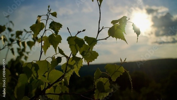 Obraz leaves and nature