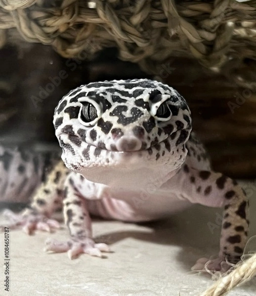 Obraz Leopard Gecko