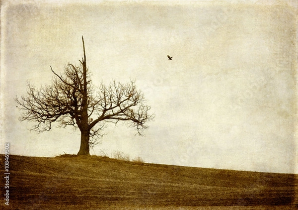 Fototapeta tree with crow