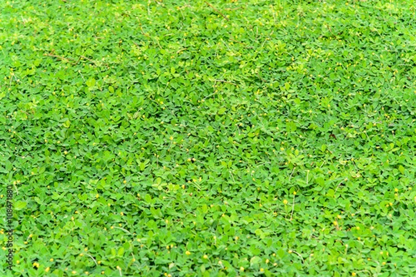 Obraz Green leaves pattern