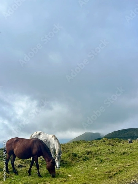Obraz Azores Horses