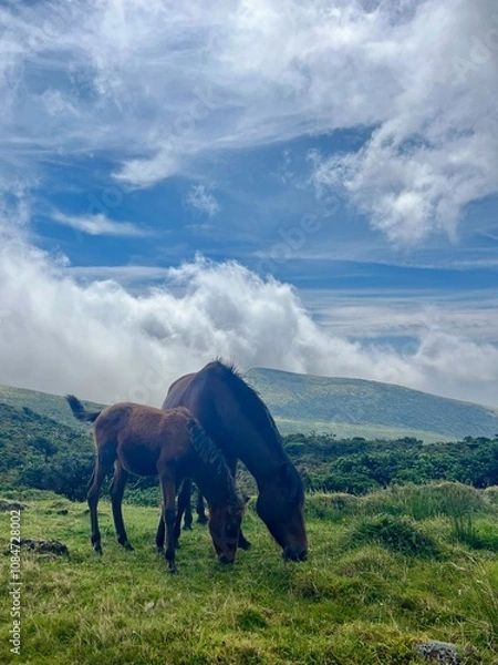 Obraz Azores horses