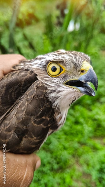 Fototapeta hand holding close-up hawk in the forest view