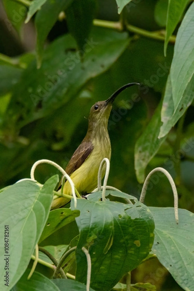 Obraz A vibrant long-billed spiderhunter in nature