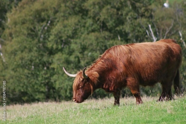 Obraz highland cow and calf eating
