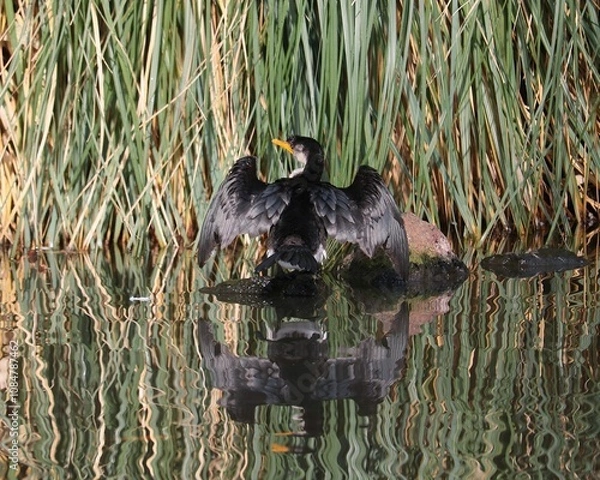 Obraz Cormorant sitting and sunning itself