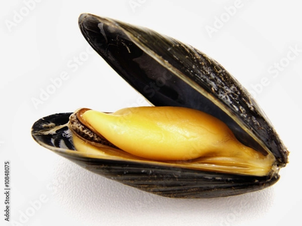 Obraz moule