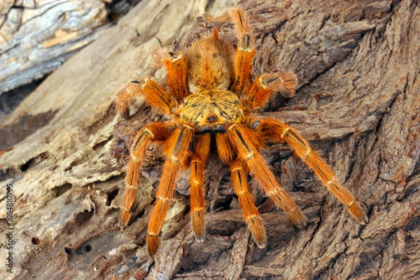 Obraz Orange Baboon Tarantula (Pterinochilus murinus).