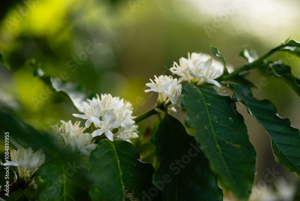 Obraz White Coffee Blossoms in Lush Greenery