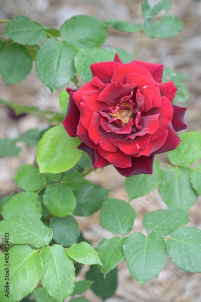 Obraz red rose in garden
