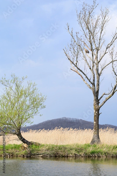 Obraz tree on the river