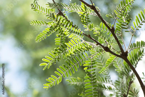 Obraz Mesquite leaves