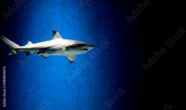 Obraz shark in the blue
