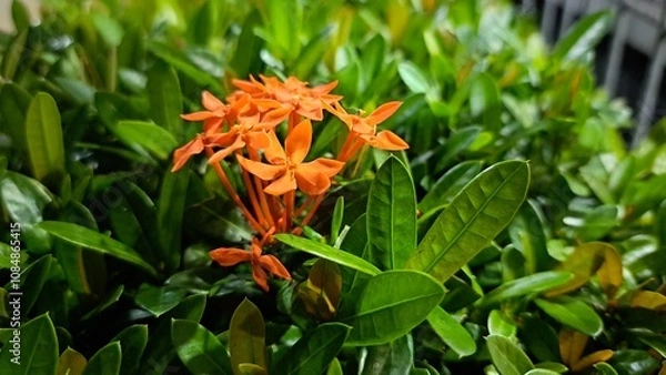 Obraz orange and flowers