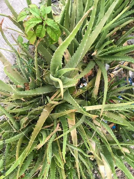 Obraz A single green plant emerges in a pot within a greenhouse under warm streaming sunlight, symbolizing new beginnings, hope, growth, and nurturing natural life.