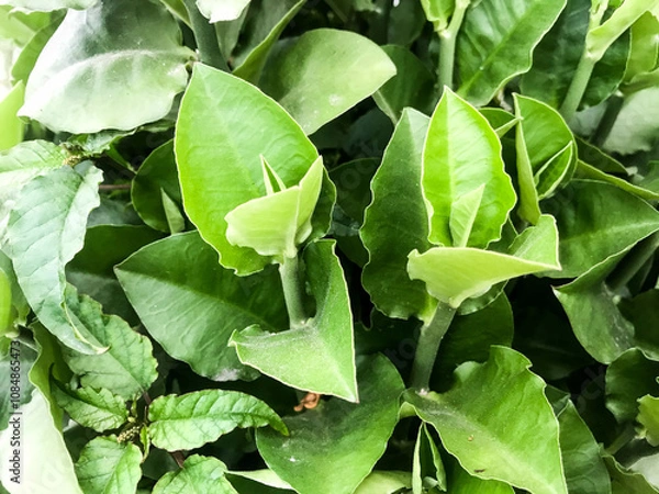 Obraz A single green plant emerges in a pot within a greenhouse under warm streaming sunlight, symbolizing new beginnings, hope, growth, and nurturing natural life.