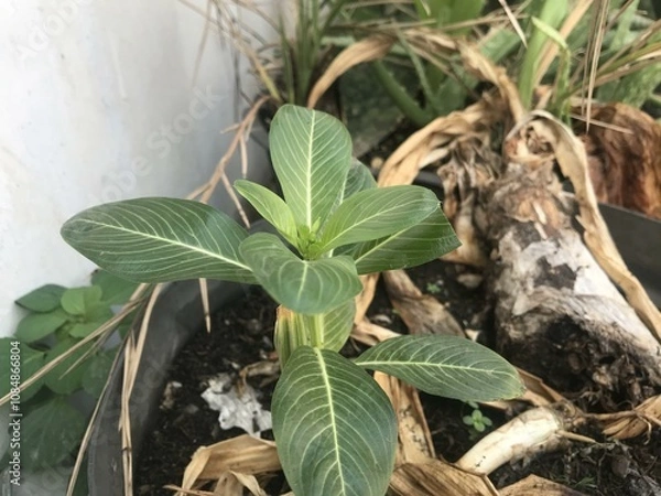 Fototapeta A single green plant emerges in a pot within a greenhouse under warm streaming sunlight, symbolizing new beginnings, hope, growth, and nurturing natural life.